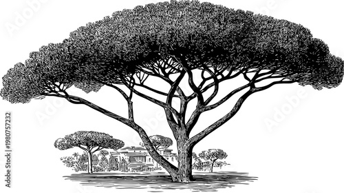 Engraving of a tall tree with umbrella shaped canopy and building behind