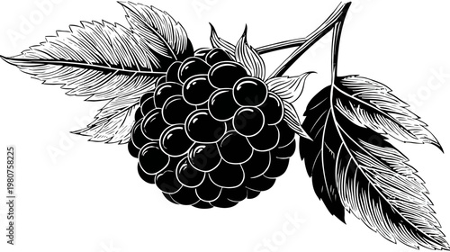 Black and white botanical illustration of a bramble fruit with leaves and stem
