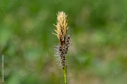 Flowering Spring Sedge (Carex caryophyllea) on green background