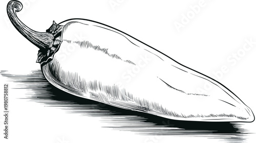 Black and white illustration of a single, whole, slightly bent, elongated pepper