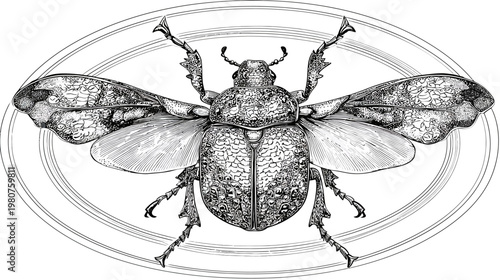 Detailed, monochrome drawing of a beetle with patterned wings, set in an oval frame
