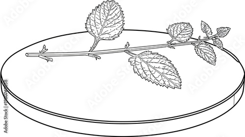 Line drawing of a sprig of leaves laying on a round platter, simplistic and botanical