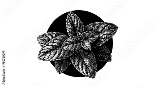 Graphic illustration of a plant with patterned leaves over a black circle