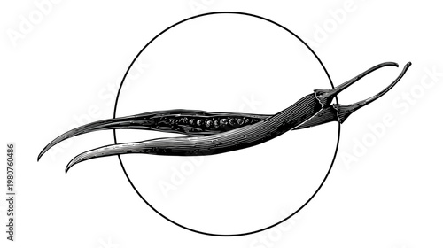 Two pod plants, one split open with seeds inside, in a circle; black and white art