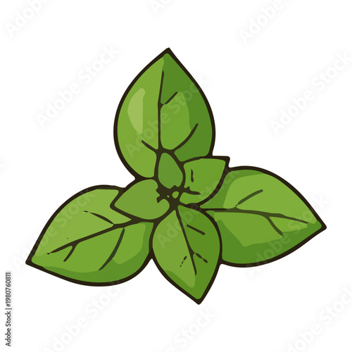 Fresh Green Basil Leaves Illustration