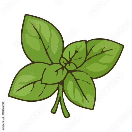 Fresh green basil leaves illustration