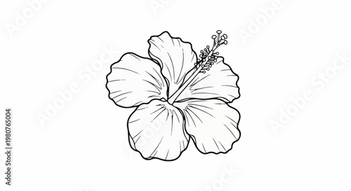 A black and white sketch of a hibiscus flower with visible stamens and pistil