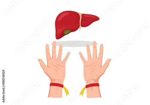 Hands holding up a liver