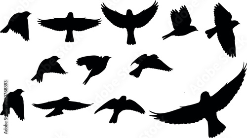 Flying Bird Silhouettes Set Isolated on White Background – Various Bird Shapes Collection
