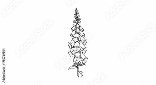 A black and white line drawing of a tall foxglove flower with bell-shaped blooms