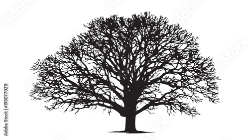 Silhouette of a Majestic Oak: A striking silhouette captures the imposing form of an oak tree, its intricate branches reaching skyward in a display of strength and resilience.
