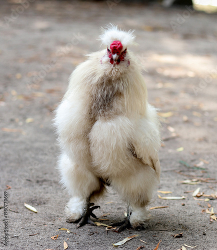 decorative Chinese breed of silk chicken Silkie. Unique plumage. poultry with white feathers in a funny pose. poultry farming.