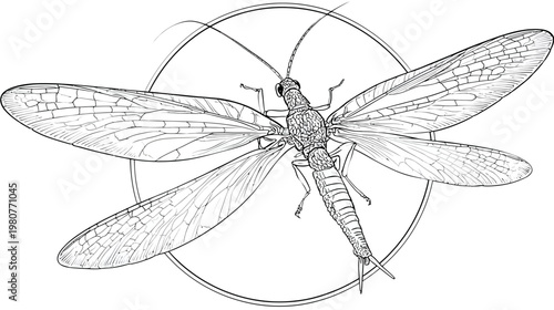 Intricate line art illustration featuring a dragonfly enclosed within a circular frame