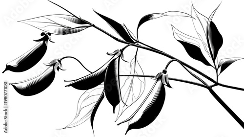 A monochrome illustration of a pea plant branch with pods and leaves. Simple yet elegant
