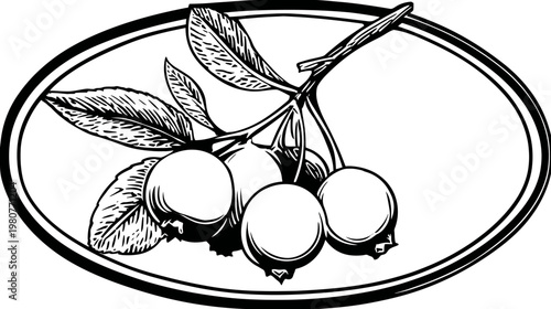 Black and white vector illustration of fruit on a branch, framed within an oval