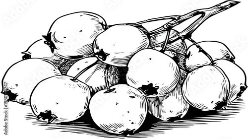 A cluster of round fruits with dark stems and sepals, illustrated with cross-hatching
