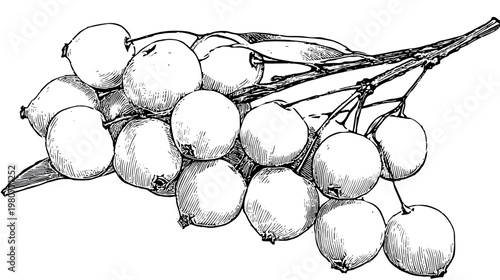 Intricate botanical illustration of a fruit-bearing branch, with detailed shading