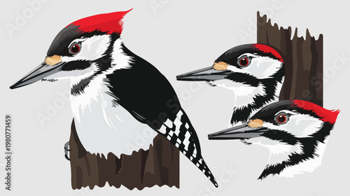 Woodpecker cartoon illustration with black, white and red plumage on a tree trunk