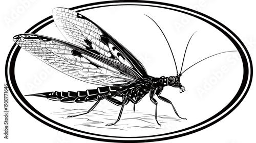 Artistic monochrome illustration of an insect with intricate wing details inside an oval frame
