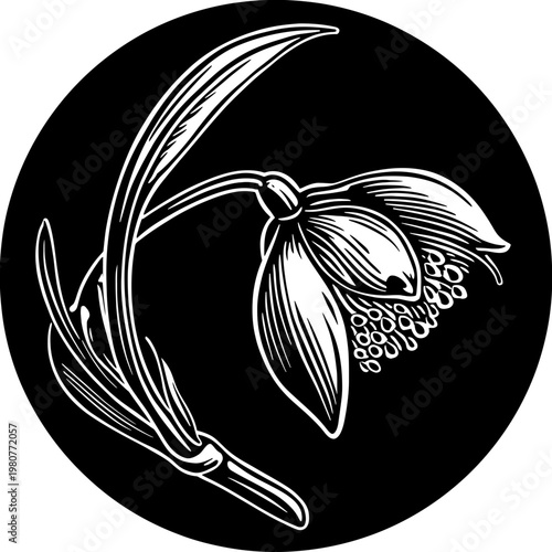 A white illustration of a delicate snowdrop flower, with leaves, within a black circle