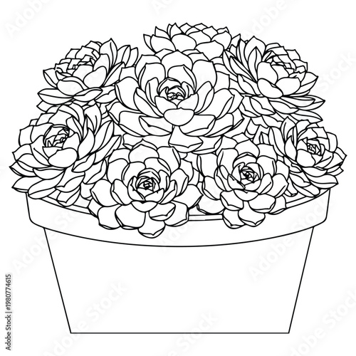 Potted Succulent Echeveria Garden Vector Illustration - Detailed Hand Drawn Rosette Plants in Ceramic Pot for Home Decor, Botanical Interior Design, Desert Nature, and Minimalist Garden Outline