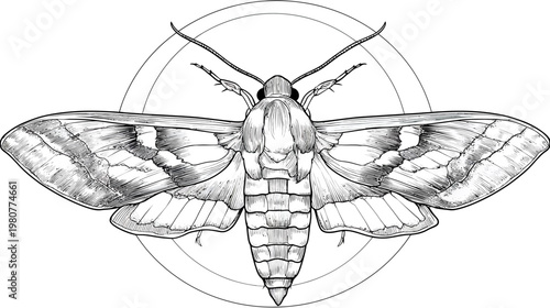 Detailed illustration of a moth with spread wings, intricate shading, set inside a double circle