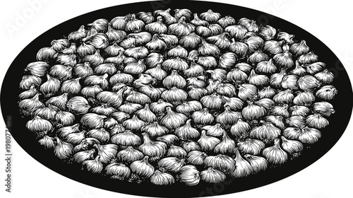 A monochrome illustration of a pile of garlic bulbs in an oval frame, clustered densely