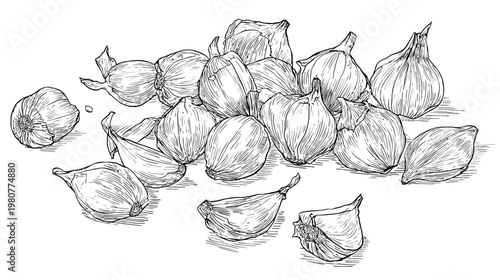 A detailed black and white illustration of garlic cloves and bulbs arranged on a surface