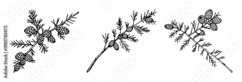 Cedar branch set with vintage ink sketch of clusters of cones featuring botanical engraving style, white background, line art illustration with ink and wood texture