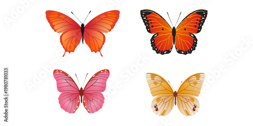 Butterfly Illustration