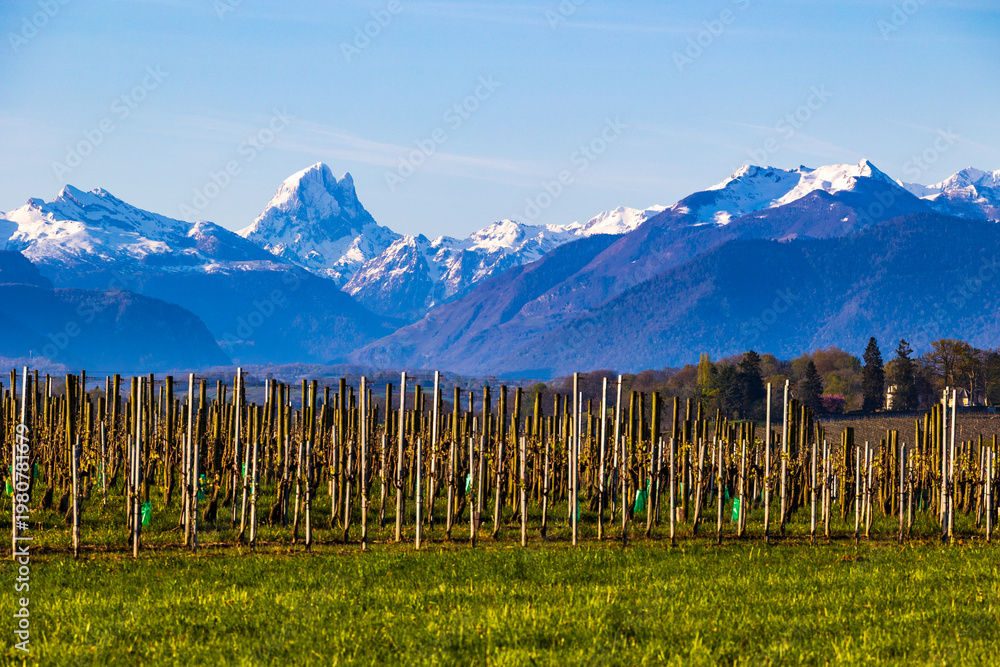 Fototapeta premium Panoramic view of the hillsides of Jurançon and its vineyard with the snow-capped Pyrenees peaks in the background in spring including the Pic du Midi d'Ossau