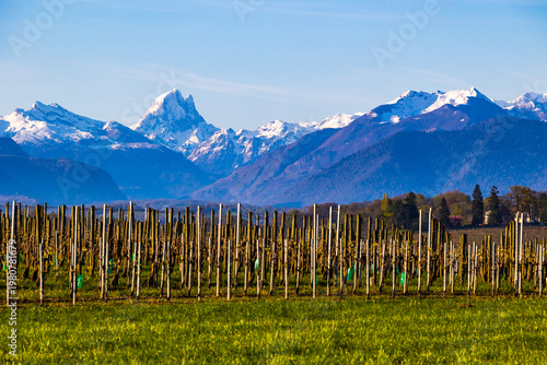 Panoramic view of the hillsides of Jurançon and its vineyard with the snow-capped Pyrenees peaks in the background in spring including the Pic du Midi d'Ossau