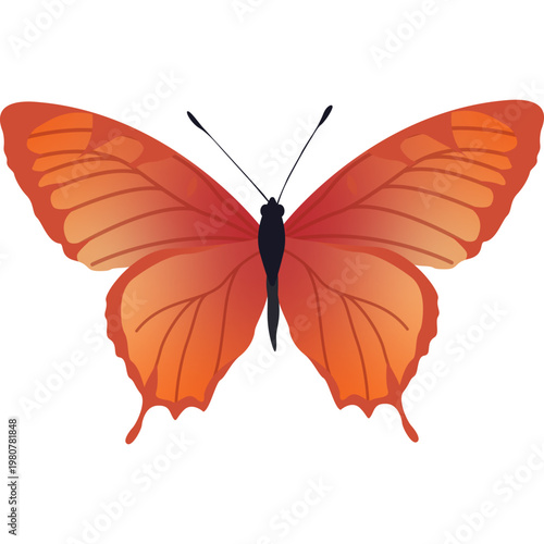 Butterfly Illustration
