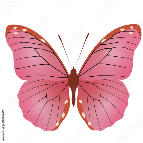 Butterfly Illustration