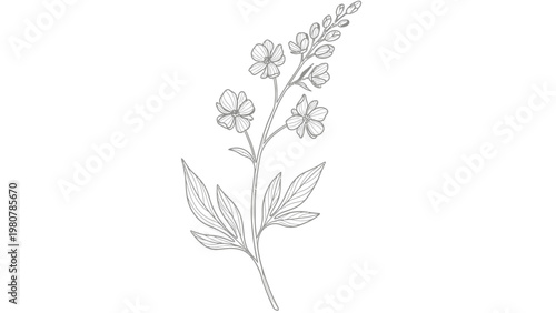 Delicate line drawing of a flowering plant on a white background.