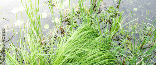Green reeds sway gently near calm water surface