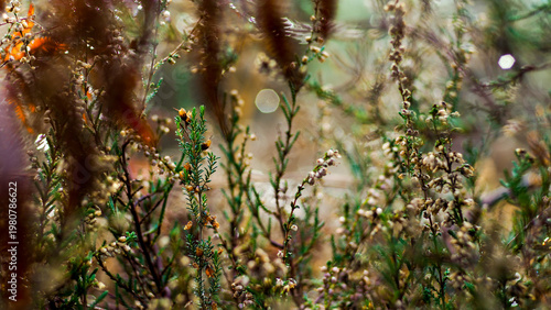 Saison d'automne dans la forêt des Landes de Gascogne