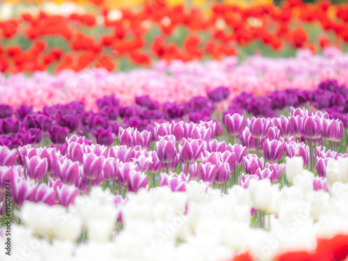 二色のかわいい紫のチューリップ。春の公園や花壇を彩るチューリップのある風景。色とりどりの種類が並んでいる公園のチューリップ畑。自然風景素材