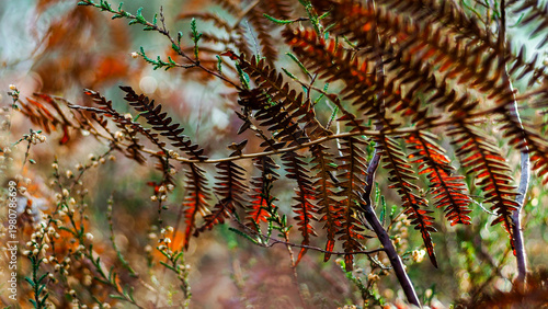 Saison d'automne dans la forêt des Landes de Gascogne