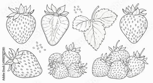 A collection of detailed line drawings of various strawberries and leaves