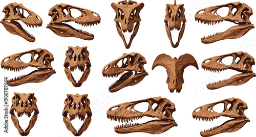 Flat vector illustration set of various ancient dinosaur skulls and fossil bones from prehistoric predators isolated on white background for paleontology education design