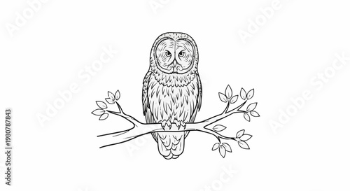 A line drawing of a barred owl perched on a branch with leaves