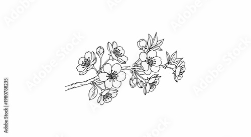 A delicate black and white sketch of a flowering branch with buds