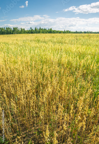 Wallpaper Mural Golden field stretches wide under a bright blue sky Torontodigital.ca
