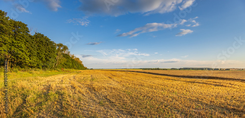 Wallpaper Mural Golden field stretches under a clear blue sky Torontodigital.ca