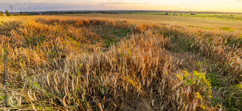 Wallpaper Mural Golden grasses sway gently in the late sun Torontodigital.ca