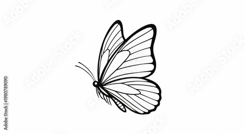 A detailed black and white illustration of a butterfly with intricate wing patterns
