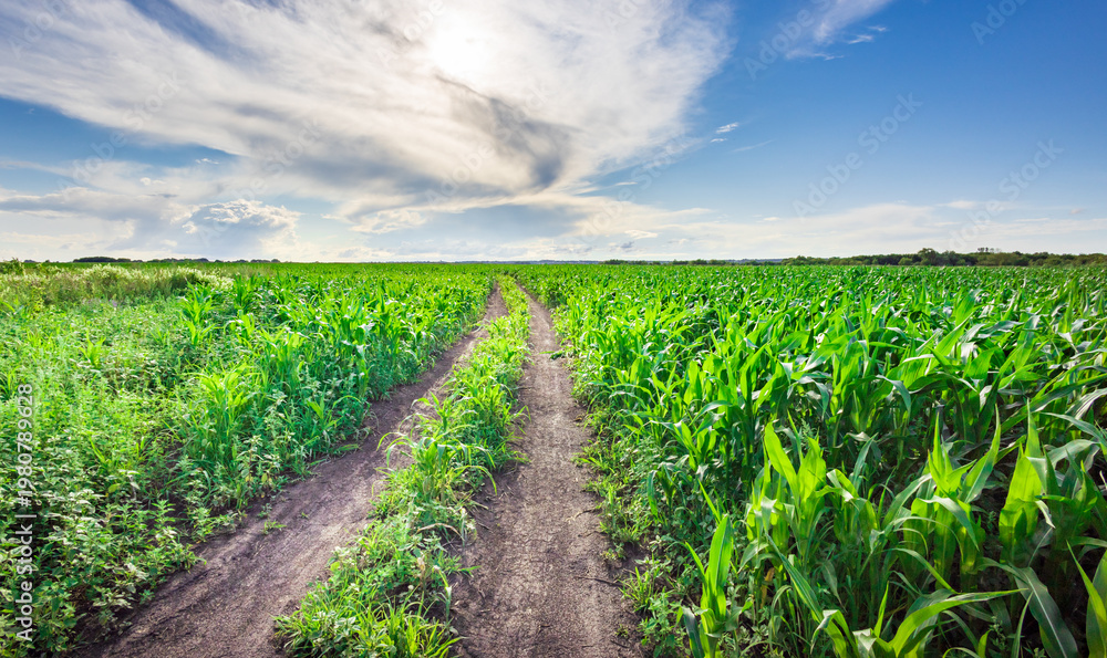Fototapeta premium Vibrant green cornfield stretches under bright blue sky