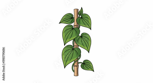 A green vine with heart-shaped leaves growing on a bamboo stalk