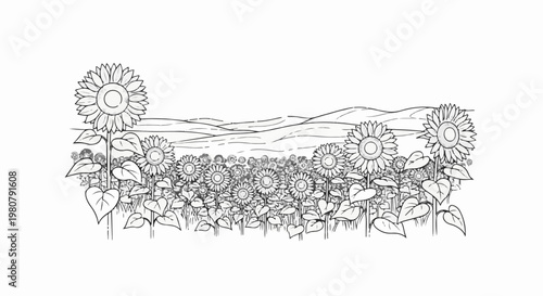 A field of sunflowers with rolling hills in the background, rendered in a simple line art style
